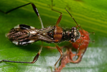 Macro Photo of Assassin Bug is Sucking Fruit on Green Leaf