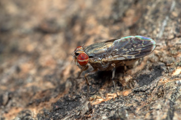 Macro Photo of Baby Housefly on Tree Bark