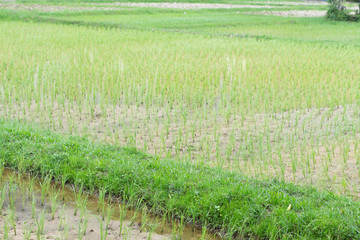 Rice field