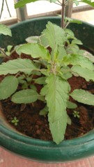 fresh basil in a pot