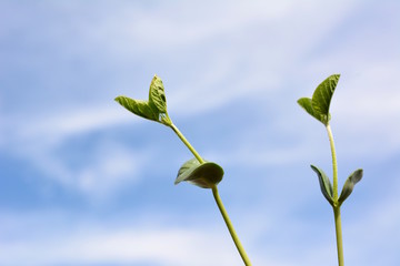 エダマメの芽、青空、野菜イメージ素材