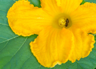 Closeup from a pumpkin blossom. Concept flowers of useful plants.