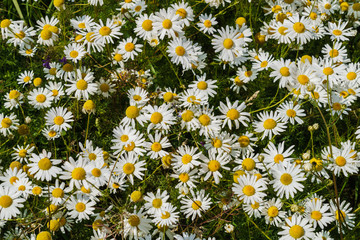 Thickets of pharmaceutical chamomile on the field in the village.