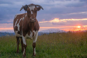 Cow on a mountain pasture at sunset