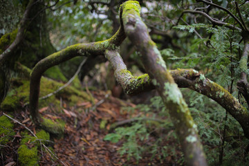 Mossy Fallen Tree on a Hiking Trail in a Forest