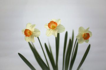 Yellow and Orange Spring Daffodils on a White Background with Copy Space