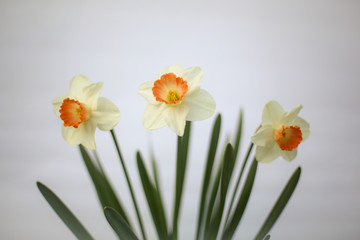 Yellow and Orange Spring Daffodils on a White Background with Copy Space