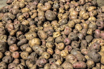 Raw potato freshly harvested at Cusco, Peru.