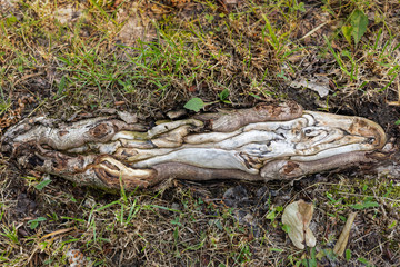 A protruding tree root.