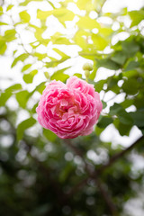 Roses in the garden