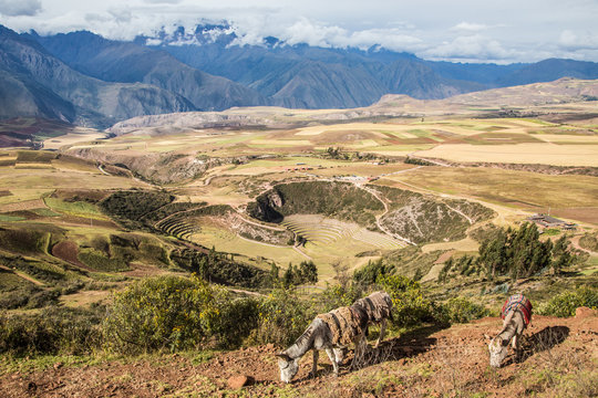Beautiful view of farmland and  Moray terraces at sacred valley of the incas. Moray, Maras, Cusco, Peru.