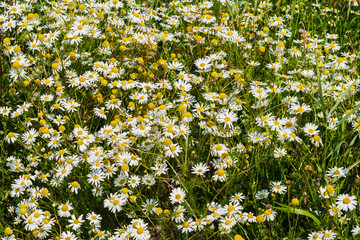 Thickets of pharmaceutical chamomile on the field in the village.