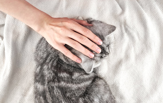 Female hand stroking lying cat on blanket, concept of tenderness and love to pet, top view