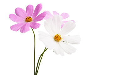 cosme flower isolated