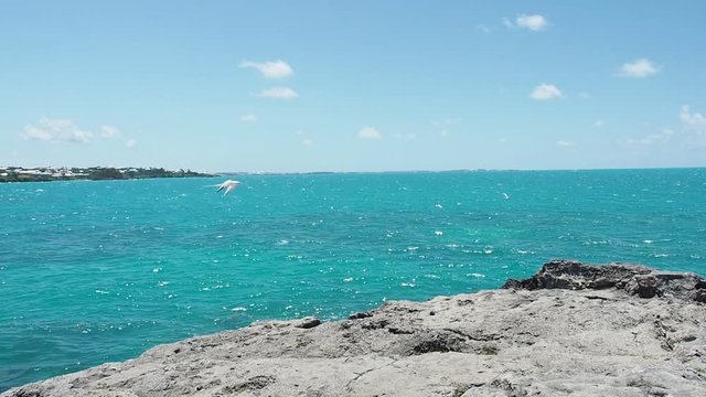 Bermuda Longtails (Red- Billed Tropicbird)