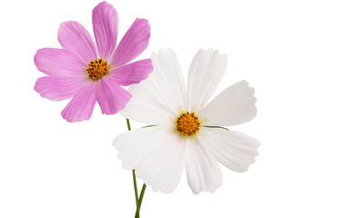 cosme flower isolated