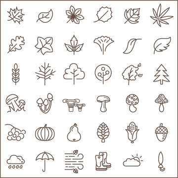 Set of autumn and leaf Icons line style. Included the icons as foliage,  tree, plant, wood, mushroom And Other Elements. customize color,  easy resize.
