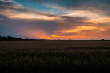 Obraz premium Wheat field at sunset. Agricultural, agronomy concept.