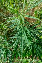 Hemp plant closeup