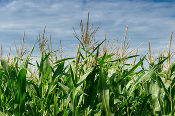 Fototapeta premium Green corn field