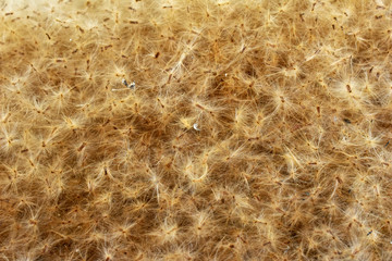 Many seeds that are covered with soft fir on a white background