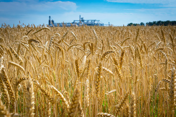 Field of wheat