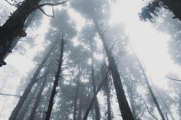 Fototapeta na wymiar In the mist and rain forest, darkness