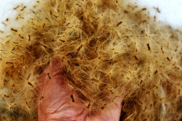 The gentle hand is holding many seeds that are covered with fir and blown by the wind.