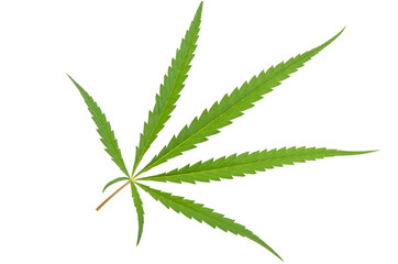 cannabis leaf isolated