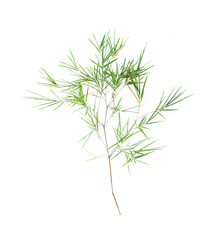Branches and leaves of bamboo trees isolated on white background.