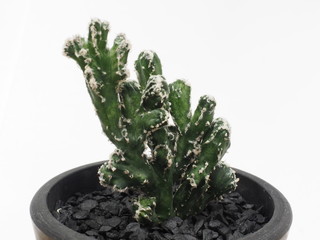 サボテン残雪の峰