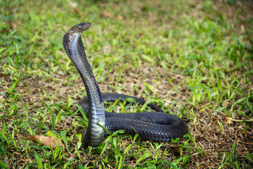 Black snake on the grass. Indo-Chinese Spitting Cobra ( Naja Siamensis ) of Thailand. can spray venom to the enemy's eye when threatened for self defense.