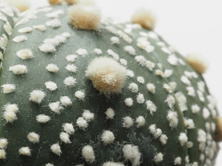 サボテン兜丸のアップ