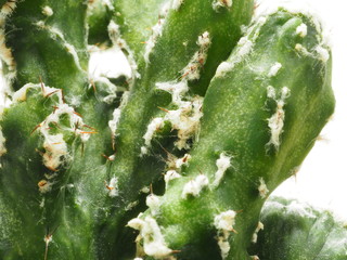 サボテン残雪の峰