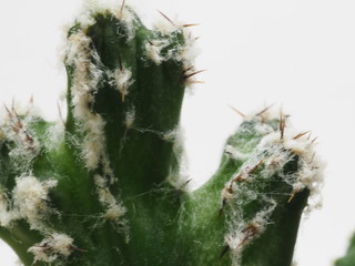 サボテン残雪の峰