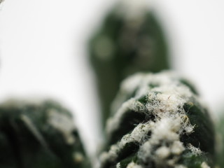 サボテン残雪の峰