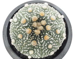 サボテン海王丸