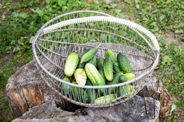 Green cucumbers in a basket. Ecological and healthy food. Homegrown bio produce concept