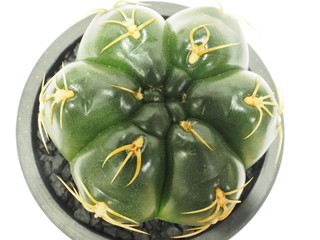 サボテン海王丸