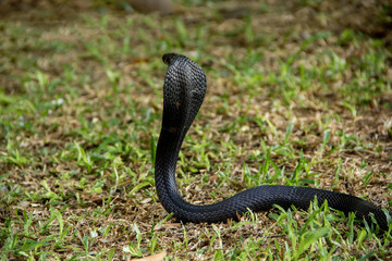 Black snake on the grass. Indo-Chinese Spitting Cobra ( Naja Siamensis ) of Thailand. can spray venom to the enemy's eye when threatened for self defense.