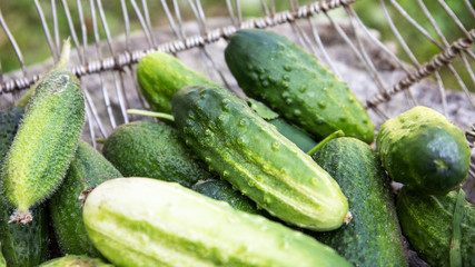 Green cucumbers in a basket. Ecological and healthy food. Homegrown bio produce concept