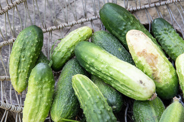 Green cucumbers in a basket. Ecological and healthy food. Homegrown bio produce concept