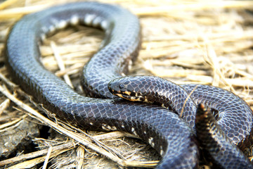 Red-tailed pipe snake not dangerous. but like to lift and spread the tail to threaten the enemy to misunderstand that is venomous imitate cobra. in agricultural garden countryside of Thailand.