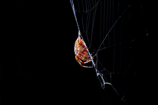 spider while laying web on black background