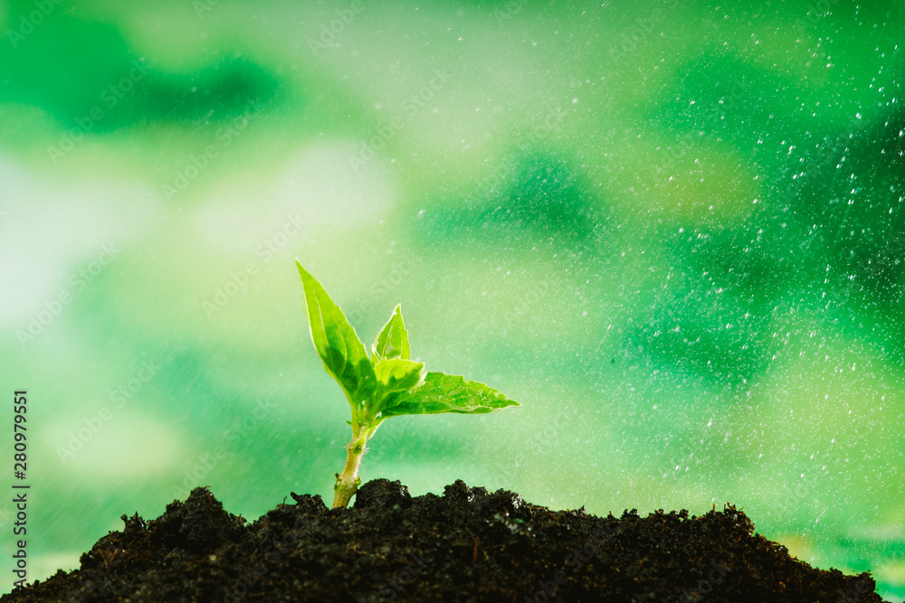 Wall mural small seedlings growing in soil and water