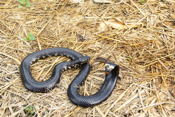 Red-tailed pipe snake not dangerous. but like to lift and spread the tail to threaten the enemy to misunderstand that is venomous imitate cobra. in agricultural garden countryside of Thailand.