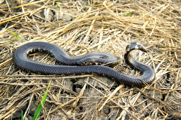 Red-tailed pipe snake not dangerous. but like to lift and spread the tail to threaten the enemy to misunderstand that is venomous imitate cobra. in agricultural garden countryside of Thailand.