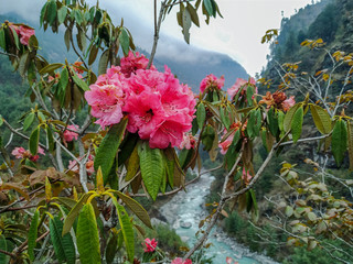Pink rhododendron flowers close up. Dudh Koshi snow river (Dudh Kosi river or Milk-Koshi River) is visible in the background in mountain valley in Nepal. Nature, Flowers, Travel and Tourism concept. - obrazy, fototapety, plakaty