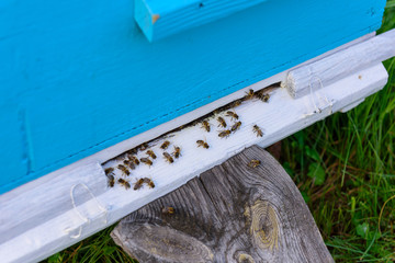Bees at the entrance to old hive. Bees are returning from honey collection to blue hive. Wooden hive stands on the green grass close-up.