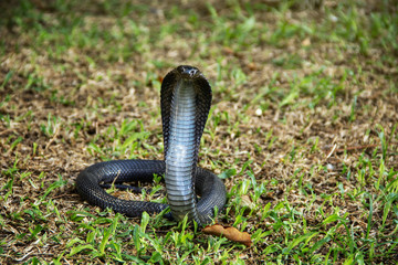 Black snake on the grass. Indo-Chinese Spitting Cobra ( Naja Siamensis ) of Thailand. can spray venom to the enemy's eye when threatened for self defense.